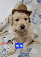 Hank, a male Goldendoodle for sale in Chinquapin, NC – 2 of 5