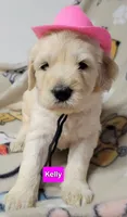 Kelly, a female Goldendoodle for sale in Chinquapin, NC – 1 of 4