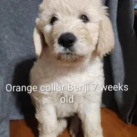 Orange Collar, a male Goldendoodle for sale in Chinquapin, NC – Photo 6 of 10