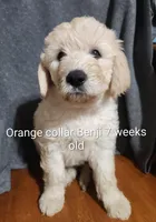 Orange Collar, a male Goldendoodle for sale in Chinquapin, NC – Photo 6 of 6