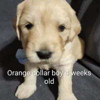 Orange Collar, a male Goldendoodle for sale in Chinquapin, NC – Photo 3 of 10