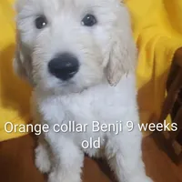 Orange Collar, a male Goldendoodle for sale in Chinquapin, NC – Photo 8 of 10