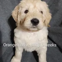 Orange Collar, a male Goldendoodle for sale in Chinquapin, NC – Photo 5 of 10