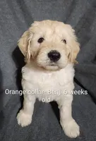 Orange Collar, a male Goldendoodle for sale in Chinquapin, NC – Photo 5 of 6