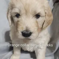 Orange Collar, a male Goldendoodle for sale in Chinquapin, NC – Photo 4 of 10