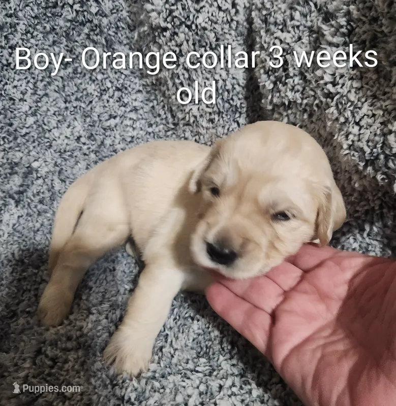 Orange Collar – Goldendoodle puppy for sale in Chinquapin, NC