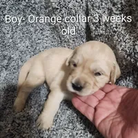 Orange Collar, a male Goldendoodle for sale in Chinquapin, NC – Photo 2 of 10