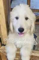 Orange Collar, a male Goldendoodle for sale in Chinquapin, NC – Photo 10 of 10