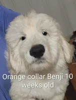 Orange Collar, a male Goldendoodle for sale in Chinquapin, NC – Photo 9 of 10