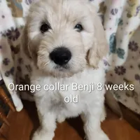 Orange Collar, a male Goldendoodle for sale in Chinquapin, NC – Photo 7 of 10