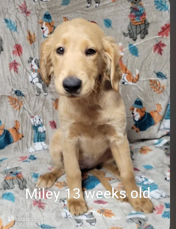 Miley – Goldendoodle puppy for sale in Chinquapin, NC