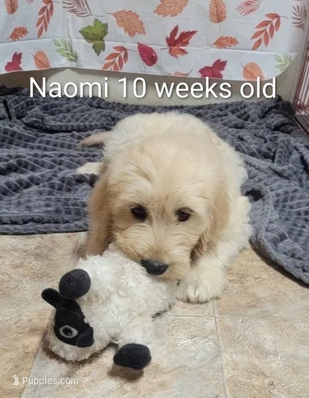 Naomi – Goldendoodle puppy for sale in Chinquapin, NC