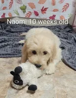 Naomi, a female Goldendoodle for sale in Chinquapin, NC – 2 of 10