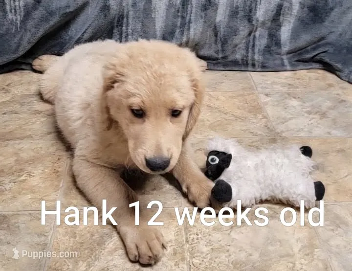 Hank – Goldendoodle puppy for sale in Chinquapin, NC