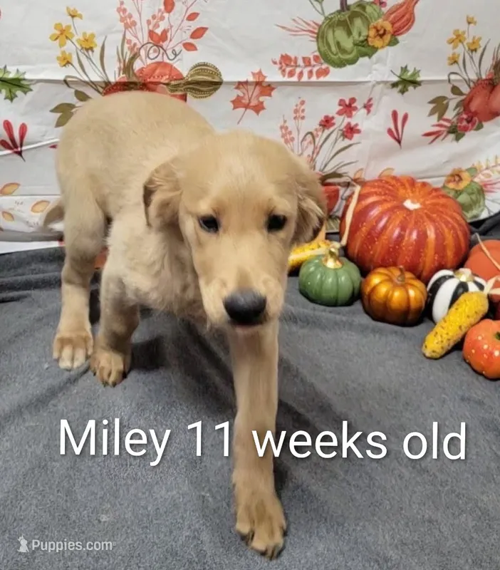 Miley – Goldendoodle puppy for sale in Chinquapin, NC