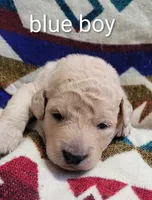 Hank, a male Goldendoodle for sale in Chinquapin, NC – 4 of 5