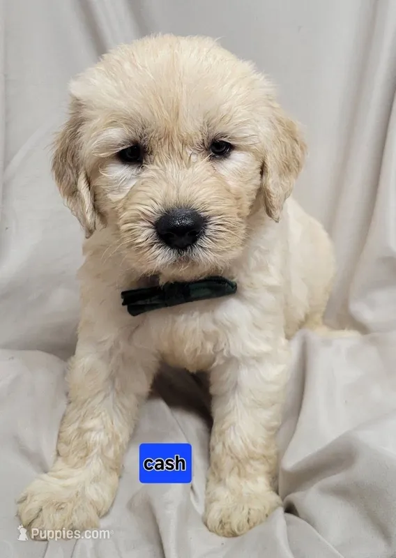 Cash – Goldendoodle puppy for sale in Chinquapin, NC
