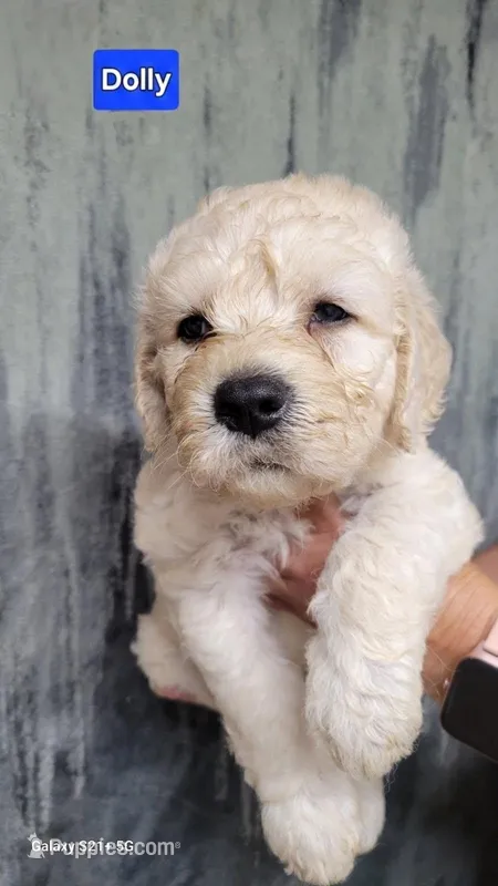 Dolly – Goldendoodle puppy for sale in Chinquapin, NC