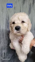 Dolly, a female Goldendoodle for sale in Chinquapin, NC – 6 of 10