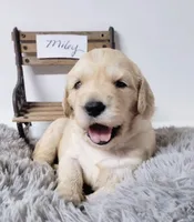 Miley, a female Goldendoodle for sale in Chinquapin, NC – 2 of 4