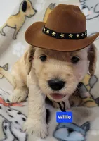Willie, a male Goldendoodle for sale in Chinquapin, NC – 2 of 5