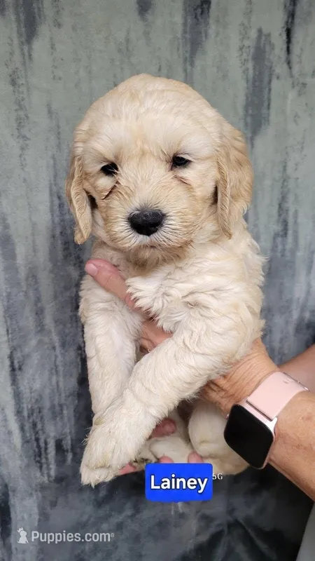 Lainey – Goldendoodle puppy for sale in Chinquapin, NC
