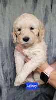 Lainey, a female Goldendoodle for sale in Chinquapin, NC – 6 of 10