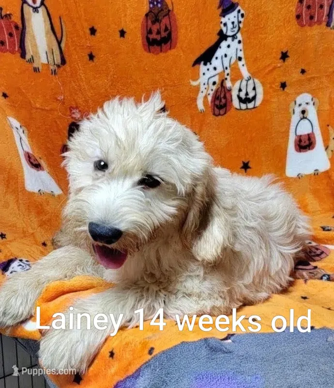 Lainey – Goldendoodle puppy for sale in Chinquapin, NC
