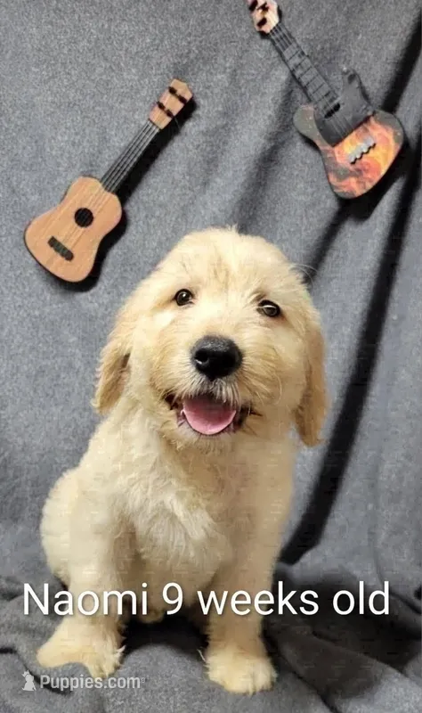 Naomi – Goldendoodle puppy for sale in Chinquapin, NC