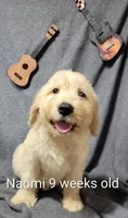 Naomi, a female Goldendoodle for sale in Chinquapin, NC – 3 of 10