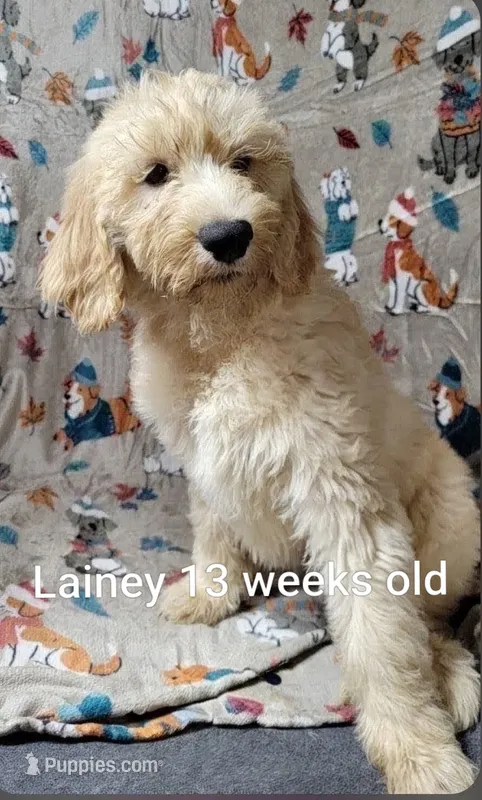 Lainey – Goldendoodle puppy for sale in Chinquapin, NC
