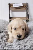 Naomi, a female Goldendoodle for sale in Chinquapin, NC – 2 of 4
