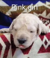 Dolly, a female Goldendoodle for sale in Chinquapin, NC – 3 of 4