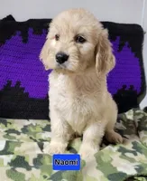 Naomi, a female Goldendoodle for sale in Chinquapin, NC – 4 of 10