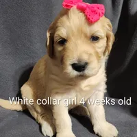 White Collar, a female Goldendoodle for sale in Chinquapin, NC – Photo 3 of 10