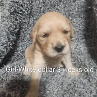 White Collar, a female Goldendoodle for sale in Chinquapin, NC – Photo 2 of 10