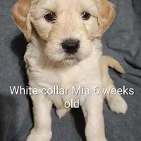 White Collar, a female Goldendoodle for sale in Chinquapin, NC – Photo 5 of 10