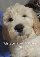 White Collar, a female Goldendoodle for sale in Chinquapin, NC – Photo 9 of 10