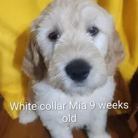 White Collar, a female Goldendoodle for sale in Chinquapin, NC – Photo 8 of 10