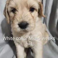 White Collar, a female Goldendoodle for sale in Chinquapin, NC – Photo 4 of 10