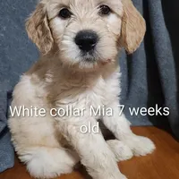 White Collar, a female Goldendoodle for sale in Chinquapin, NC – Photo 6 of 10
