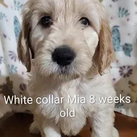 White Collar, a female Goldendoodle for sale in Chinquapin, NC – Photo 7 of 10