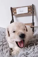 Cash, a male Goldendoodle for sale in Chinquapin, NC – 3 of 4