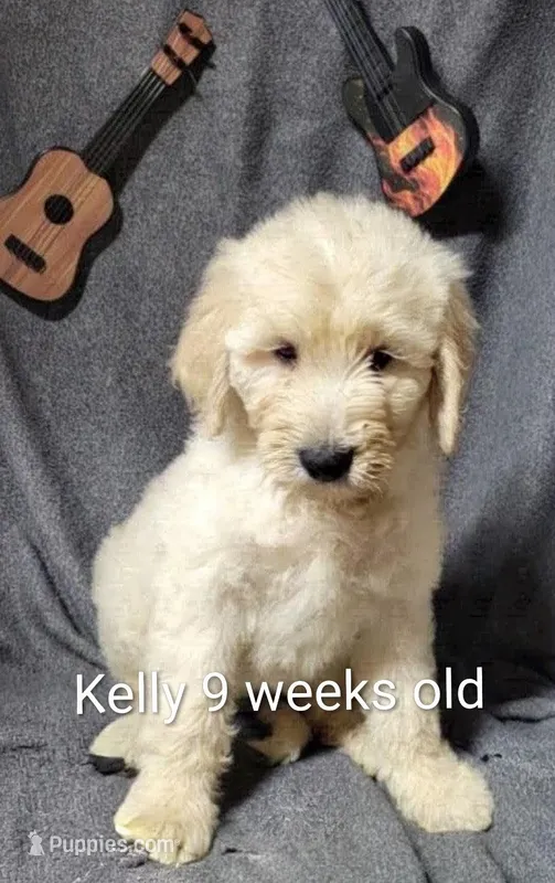 Kelly – Goldendoodle puppy for sale in Chinquapin, NC