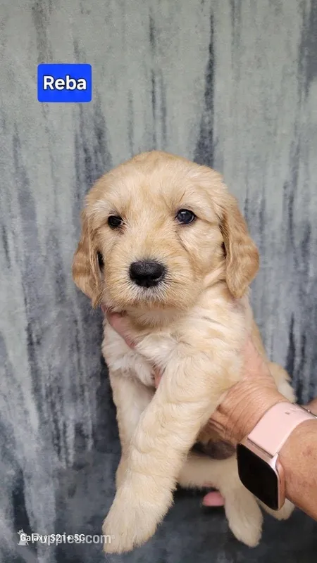 Reba – Goldendoodle puppy for sale in Chinquapin, NC