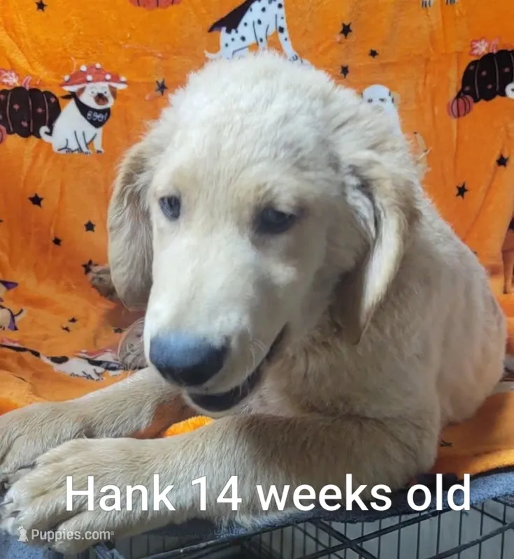 Hank – Goldendoodle puppy for sale in Chinquapin, NC