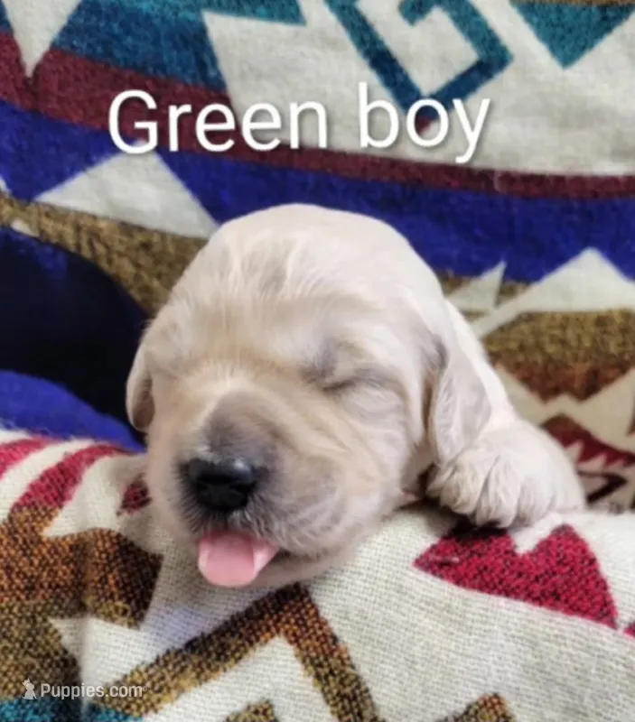 Cash – Goldendoodle puppy for sale in Chinquapin, NC