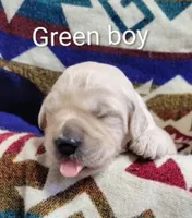 Cash, a male Goldendoodle for sale in Chinquapin, NC – 1 of 4