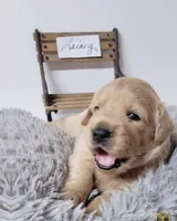 Lainey, a female Goldendoodle for sale in Chinquapin, NC – 2 of 4