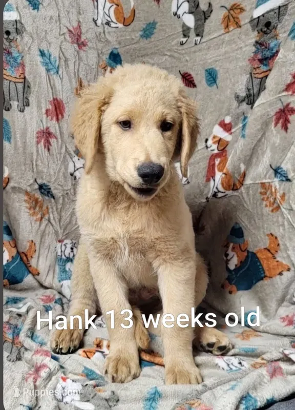 Hank – Goldendoodle puppy for sale in Chinquapin, NC